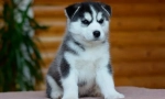 Proč, při výběru štěně byste neměli podlézt kouzlo husky